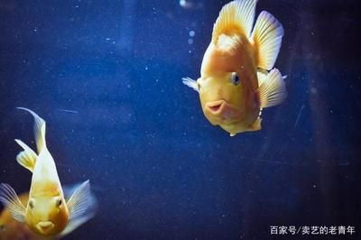 魚(yú)缸的好壞怎么區(qū)分（如何判斷魚(yú)缸水質(zhì)的好壞） 魚(yú)缸百科 第4張