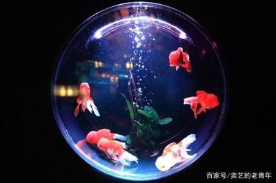 魚(yú)缸的好壞怎么區(qū)分（如何判斷魚(yú)缸水質(zhì)的好壞） 魚(yú)缸百科 第5張