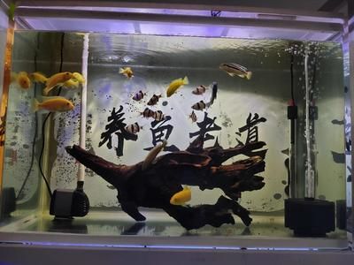 好點的魚缸都有哪些品種（好點的魚缸有哪些品種） 魚缸百科 第4張