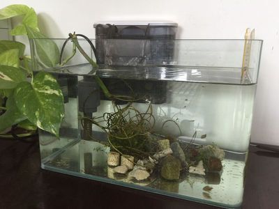 多久給魚缸換一次水（給魚缸換水的頻率應該根據(jù)具體的飼養(yǎng)條件和水質(zhì)狀況來確定） 魚缸百科 第2張