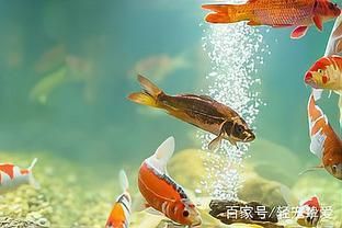 魚缸水好多泡泡怎么處理（魚缸水出現(xiàn)大量氣泡可能是由多種原因引起的，魚缸水好多泡泡怎么處理） 魚缸百科 第3張