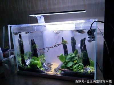 魚缸水好多泡泡怎么處理（魚缸水出現(xiàn)大量氣泡可能是由多種原因引起的，魚缸水好多泡泡怎么處理） 魚缸百科 第4張