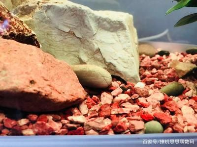 生態(tài)魚缸水泵安裝方法（生態(tài)魚缸水泵安裝方法能夠確保魚類的健康和水質的清潔） 魚缸百科 第5張