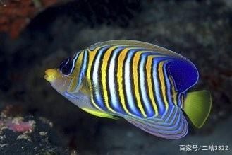 魚(yú)缸選購(gòu)有哪些小技巧（魚(yú)缸選購(gòu)小技巧） 魚(yú)缸百科 第3張