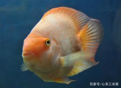 魚(yú)缸多長(zhǎng)時(shí)間加一次鹽（魚(yú)缸加鹽的時(shí)間間隔） 魚(yú)缸百科 第4張