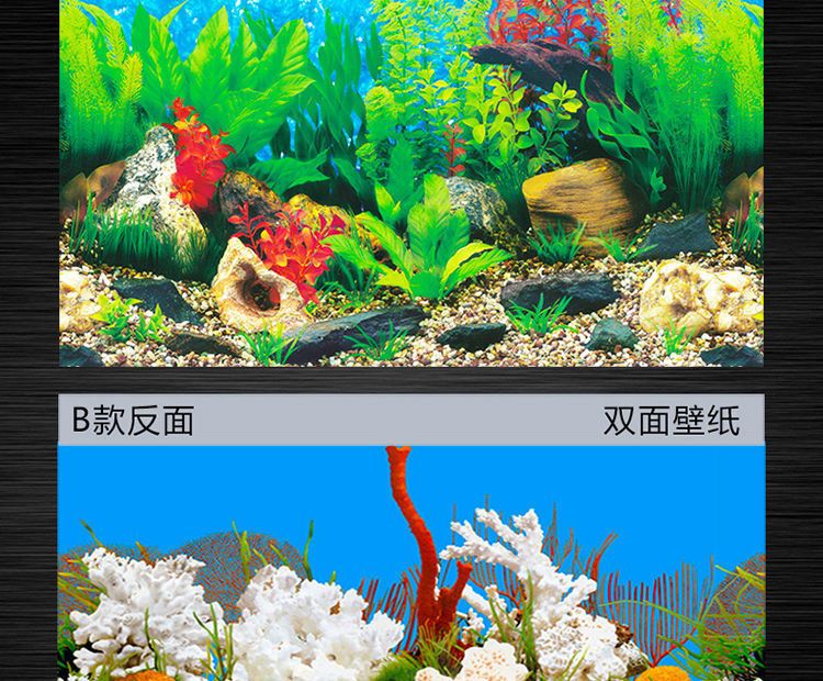 魚缸圖片大全圖壁紙 魚缸百科 第4張