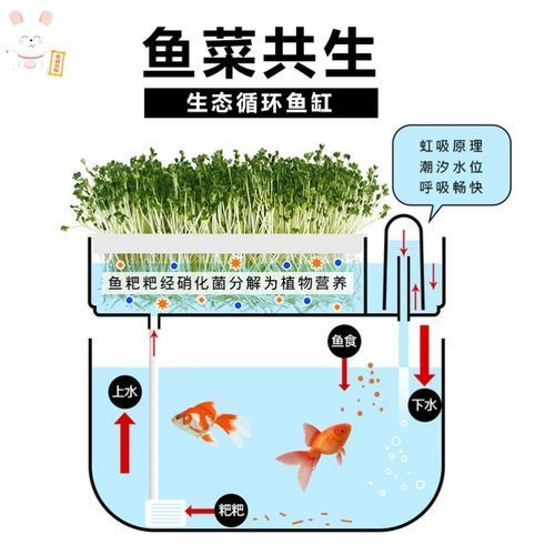 魚缸品質標語大全（魚缸品質標語） 魚缸百科 第3張