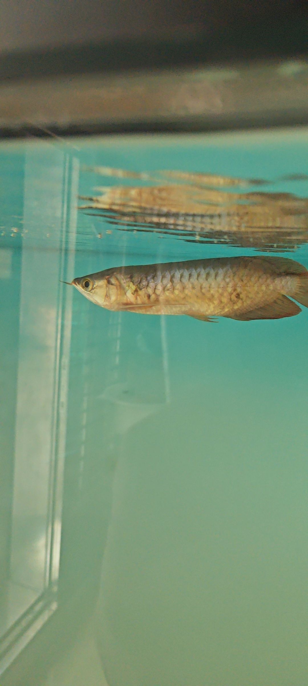 龍魚(yú)腸炎立鱗黑身沉頭（liulei]大紅片試了不管用老三樣炸鱗） 觀賞魚(yú)論壇