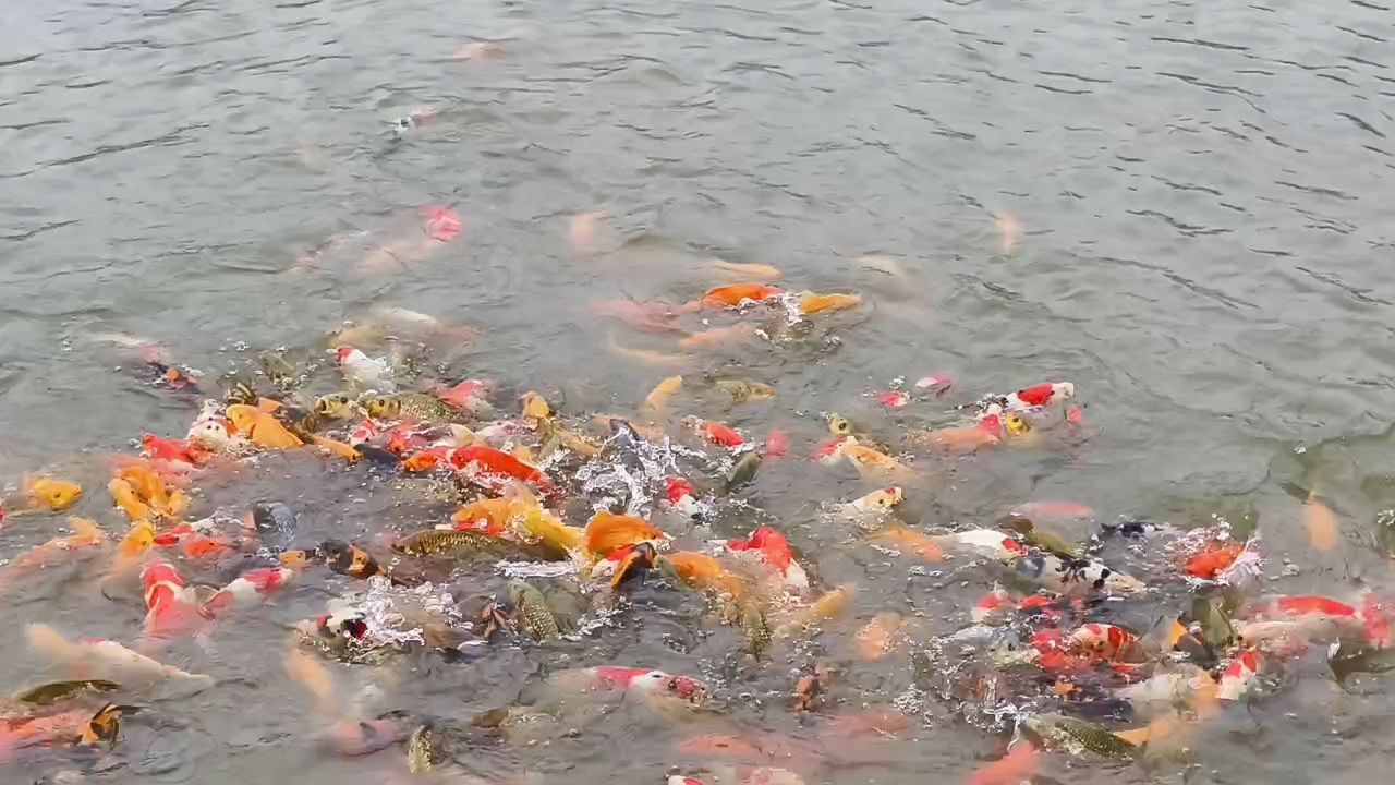 日常喂食（精品錦鯉，有紅白、大正、五色、緋寫、茶鯉、介子）