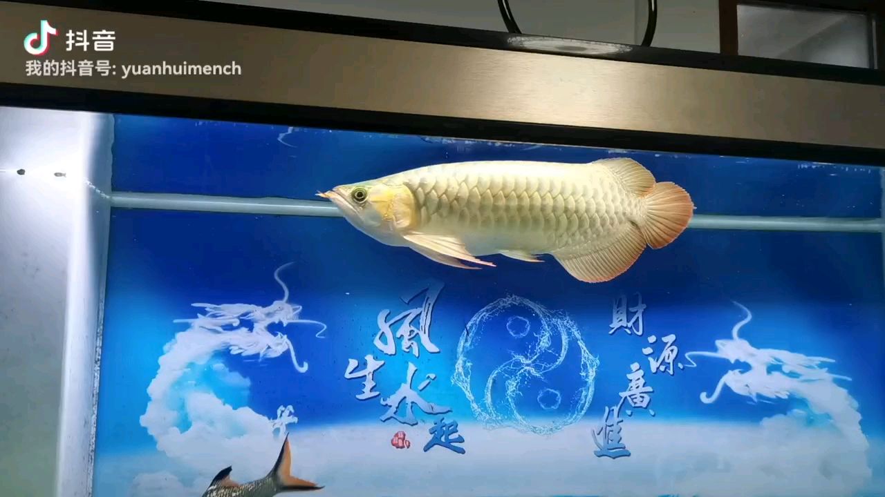 草魚一條（宇哥6519評論：不錯,思如雪評論：感謝分享）