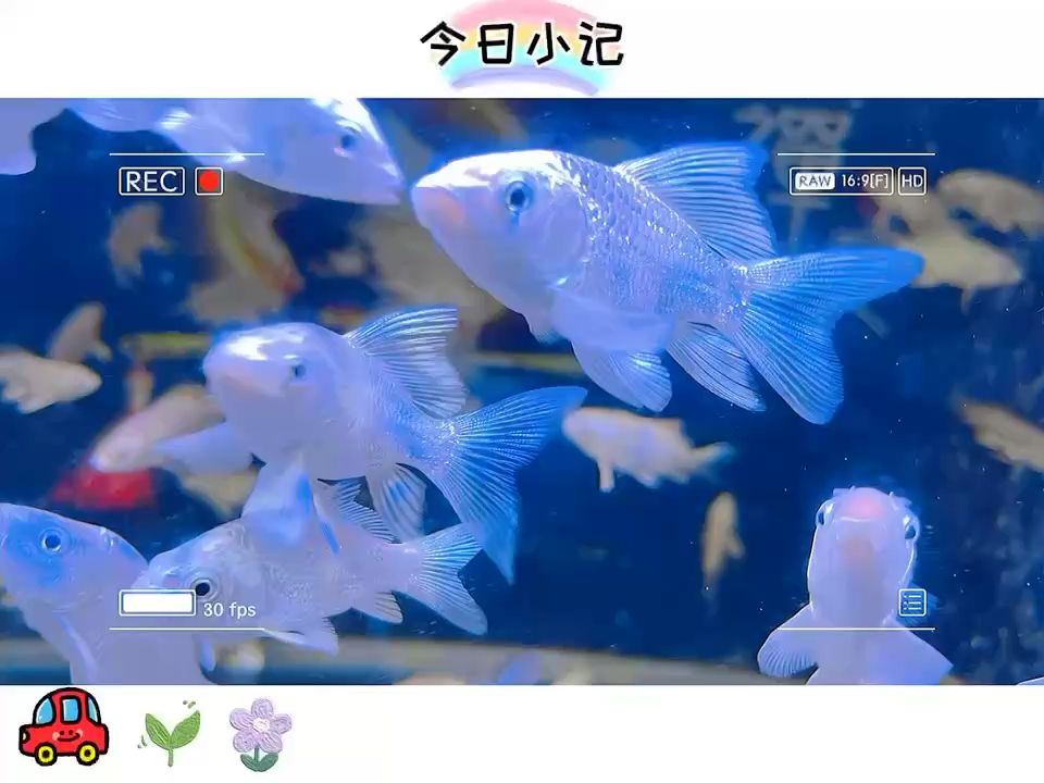 6-8cm純白短身蝴蝶鯉，一條魚也是批發(fā)價（6-8cm純白短身蝴蝶鯉一條魚批發(fā)價） 觀賞魚論壇