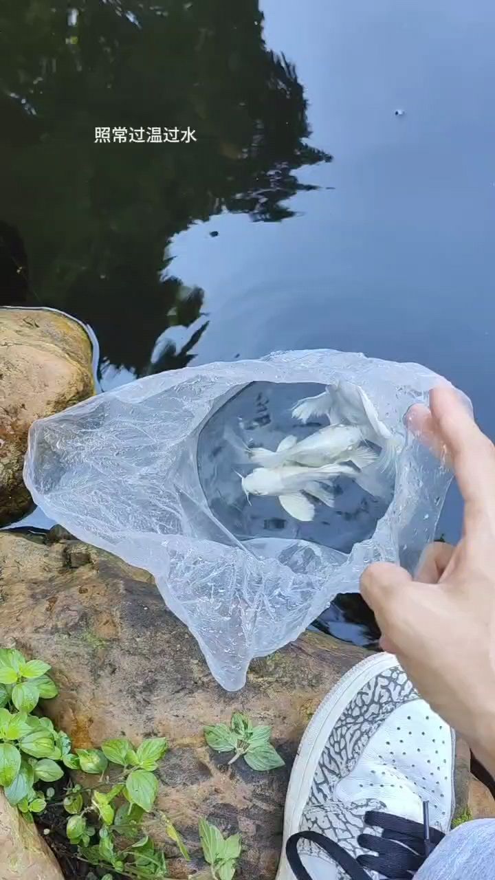 放生三條養(yǎng)了半年的淘汰蝴蝶球鯉（給魚缸減減密度） 觀賞魚論壇