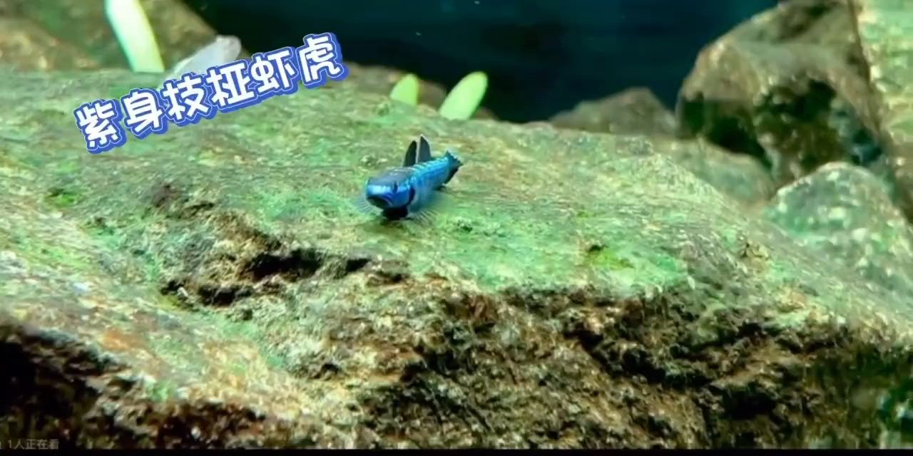 紫身枝椏蝦虎 印尼進(jìn)口 東南亞 原生魚(yú) 觀賞魚(yú)（祥瑞九天評(píng)論：紫身枝椏蝦虎印尼進(jìn)口東南亞原生魚(yú)觀賞魚(yú)） 觀賞魚(yú)論壇