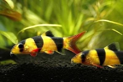 天價(jià)紅龍魚500萬(wàn)（世界上最昂貴的觀賞魚，價(jià)值500萬(wàn)元人民幣）