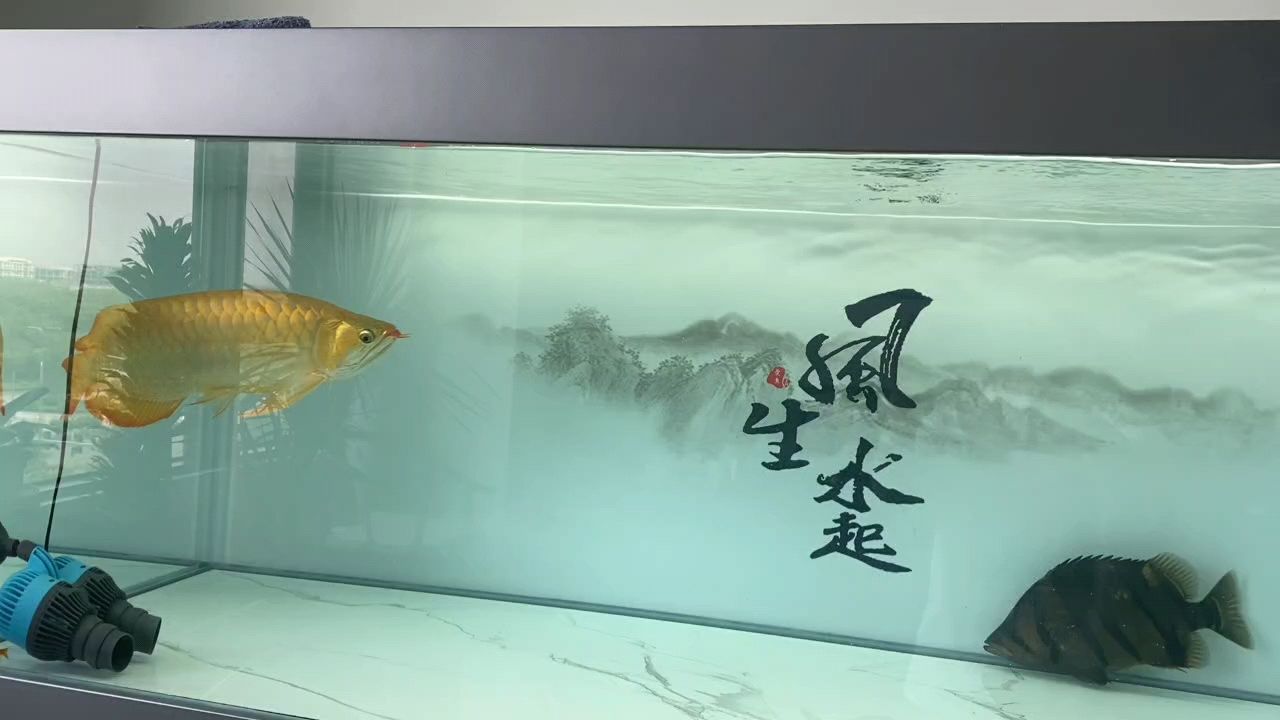 和睦相處（和睦相處,小伙不帥_人見人愛） 觀賞魚論壇