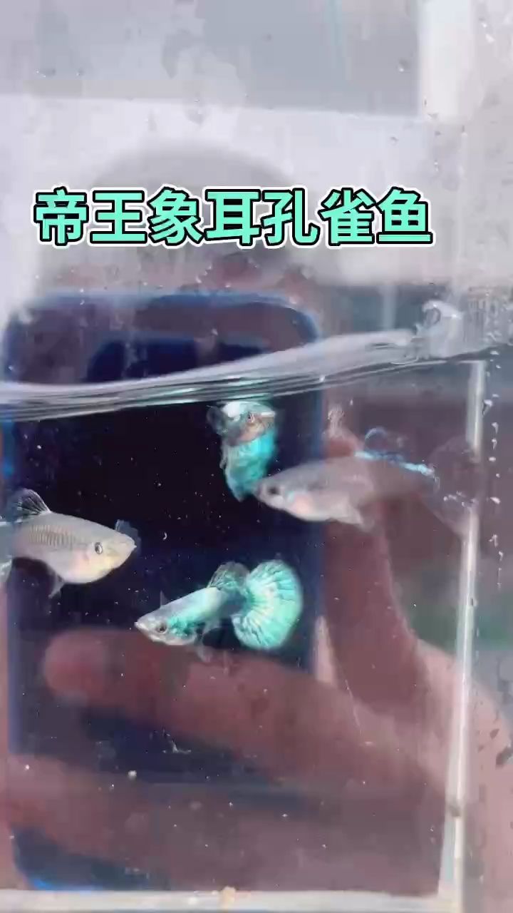 帝王級別孔雀魚（印尼進口帝王綠象耳孔雀魚） 觀賞魚論壇