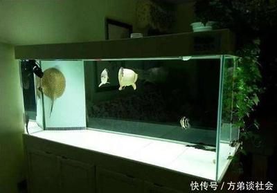 魚缸需要換水不換水嗎（魚缸是否需要換水取決于多種因素） 魚缸百科 第5張