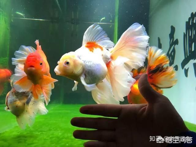 魚缸養(yǎng)魚用純凈水好還是自來(lái)水好（