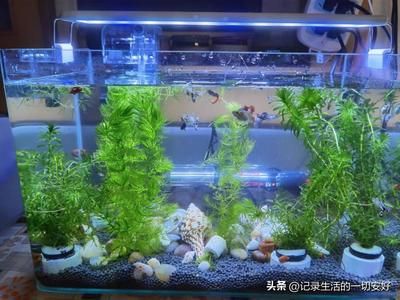 魚缸養(yǎng)魚用純凈水好還是自來(lái)水好（