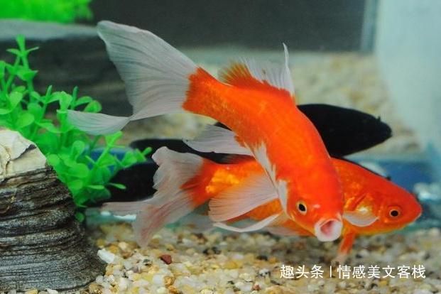 魚(yú)缸養(yǎng)魚(yú)用純凈水好還是自來(lái)水好（ 魚(yú)缸百科 第4張