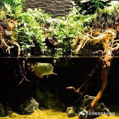 龍魚魚缸布景（龍魚魚缸布景設(shè)計）