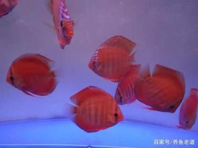 魚缸可以不換水只換濾材嗎（魚缸可以不換水只換濾材嗎，） 魚缸百科 第3張