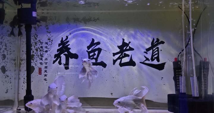 歡迎評(píng)論探討學(xué)習(xí) 白子黃化銀龍魚