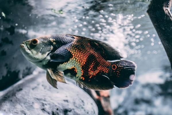 金龍魚招財風水作用解析（金龍魚在風水中通常被放在哪個位置以增強其招財效果） 水族問答