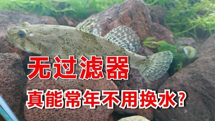 不需要換水的魚缸（生態(tài)魚缸與普通魚缸的區(qū)別） 龍魚百科 第5張