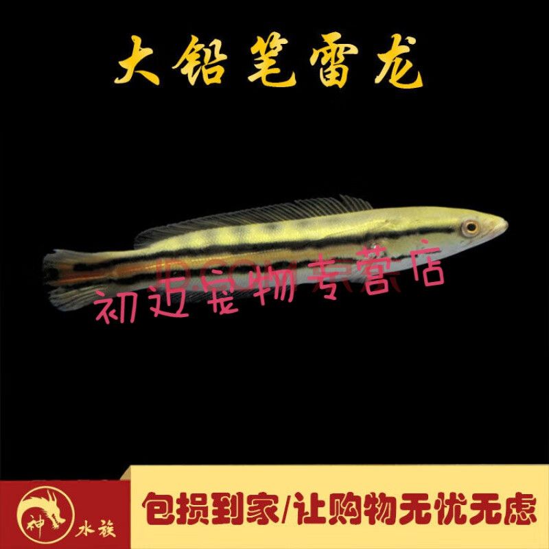 廣州雷龍魚專賣店（雷龍魚養(yǎng)殖基地聯(lián)系方式,） 龍魚百科 第4張