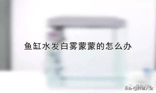 魚(yú)缸放硝化細(xì)菌水變白了（如何判斷硝化系統(tǒng)是否建立硝化細(xì)菌死亡的應(yīng)急措施） 龍魚(yú)百科 第3張