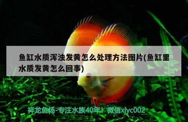 金龍魚(yú)與其他觀賞魚(yú)混養(yǎng)（金龍魚(yú)與其他觀賞魚(yú)混養(yǎng)時(shí)會(huì)對(duì)其他魚(yú)類造成壓力或攻擊行為） 水族問(wèn)答