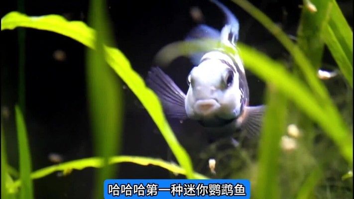 金龍魚與其他觀賞魚比較（關(guān)于金龍魚的一些問題） 水族問答