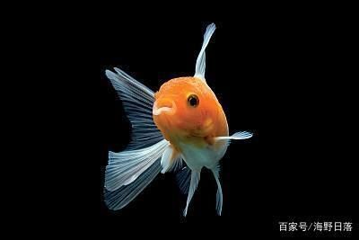 小魚(yú)缸氧氣泵安裝示意圖（如何自制簡(jiǎn)易氧氣泵魚(yú)缸氧氣不足的解決辦法） 龍魚(yú)百科 第1張