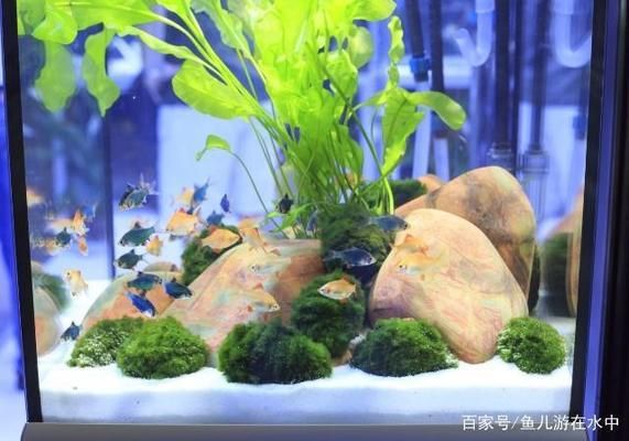 想讓魚(yú)缸里的水清澈透明放啥不用換水（如何自制硝化細(xì)菌培養(yǎng)液清道夫和食苔蝦的飼養(yǎng)技巧） 龍魚(yú)百科 第3張