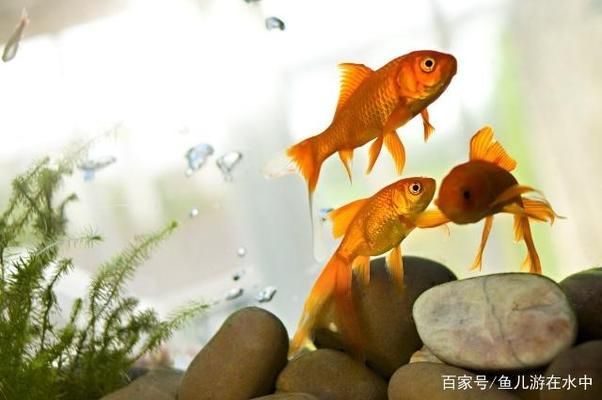 想讓魚(yú)缸里的水清澈透明放啥不用換水（如何自制硝化細(xì)菌培養(yǎng)液清道夫和食苔蝦的飼養(yǎng)技巧） 龍魚(yú)百科 第6張