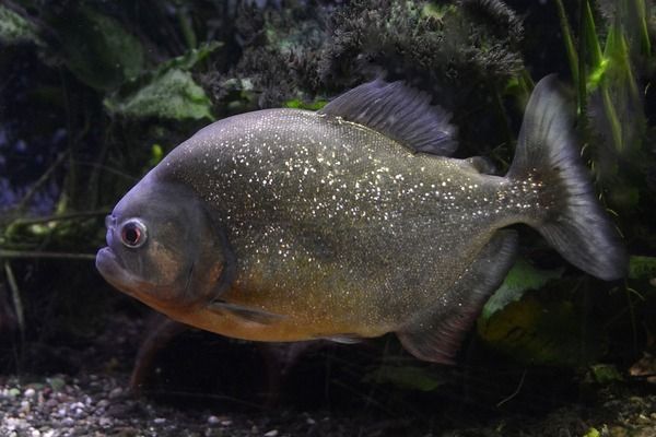 草繩恐龍魚(yú)好養(yǎng)不（如何鑒別草繩恐龍魚(yú)的性別，草繩恐龍魚(yú)混養(yǎng)的搭配建議） 龍魚(yú)百科 第5張