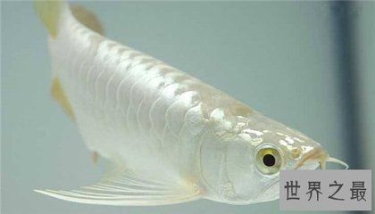 白色金龍魚是什么樣子的（如何辨別優(yōu)質(zhì)金龍魚，金龍魚的市場(chǎng)價(jià)格）