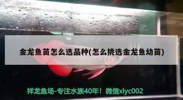 怎么選金龍魚苗品種（如何挑選金龍魚苗） 龍魚百科 第1張