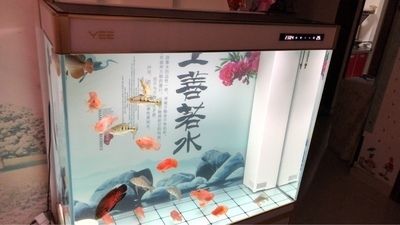 南陽(yáng)市宛城區(qū)綠島植物店 水族周邊