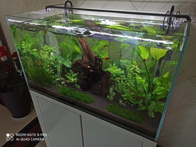 上海晶晶水族器材有限公司（上海晶晶水族器材有限公司上海晶晶水族器材有限公司）