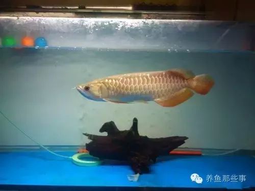 高背金龍魚怎么上金質(zhì)魚（高背金龍魚上金質(zhì)的具體方法） 龍魚百科 第2張