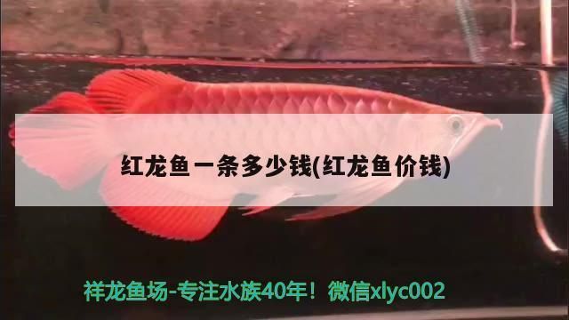 紅龍魚(yú)比金龍魚(yú)貴嗎（為什么紅龍魚(yú)比金龍魚(yú)貴） 龍魚(yú)百科 第2張