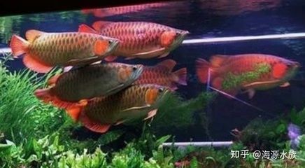 紅龍魚(yú)比金龍魚(yú)貴嗎（為什么紅龍魚(yú)比金龍魚(yú)貴） 龍魚(yú)百科 第1張