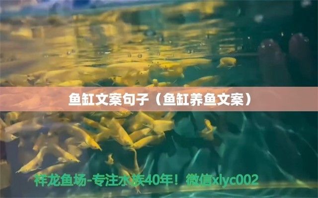 魚缸養(yǎng)魚文案短句搞笑（魚缸創(chuàng)意裝飾diy教程） 龍魚百科 第4張