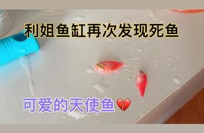 魚(yú)缸里的魚(yú)發(fā)朋友圈說(shuō)說(shuō)（如何拍攝魚(yú)缸美照魚(yú)缸生態(tài)平衡維護(hù)） 龍魚(yú)百科 第1張