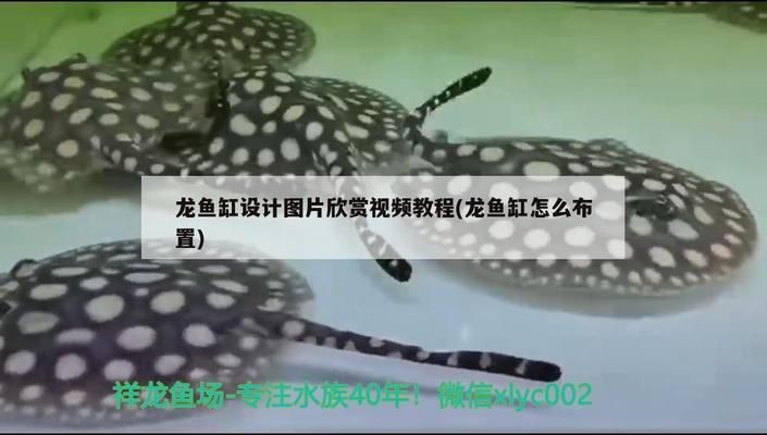 龍魚缸視頻欣賞圖片大全（關(guān)于“l(fā)iangcai魚缸”的一些建議） 龍魚百科 第1張