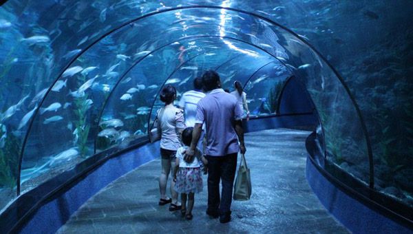 香港水族館（海洋公園海洋館門票預(yù)訂） 龍魚百科 第5張