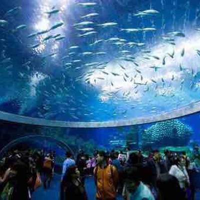 香港水族館（海洋公園海洋館門票預(yù)訂） 龍魚百科 第4張