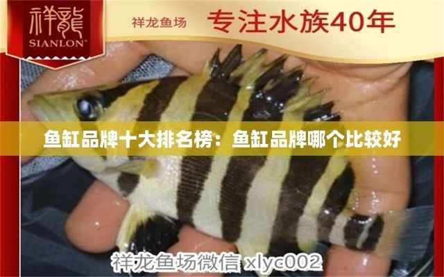 全國十大品牌魚缸（2024年全國十大品牌魚缸） 龍魚百科 第4張